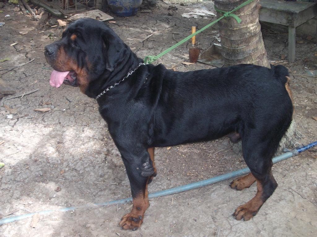 Chó Rottweiler  Đặc điểm Tính cách  Nguồn gốc  Thú cảnh